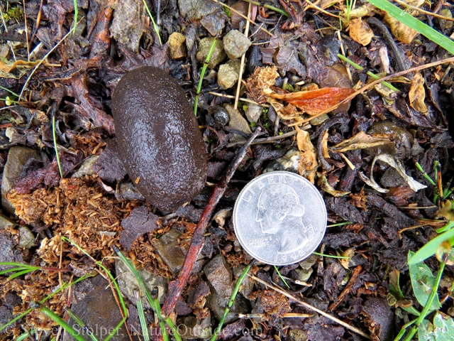 Moose scat with a US quarter-dollar for scale