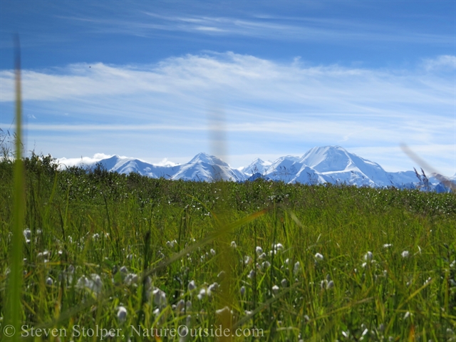 Alaska Cotton Grass (Eriophorum brachyantherum)