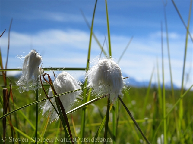 Cotton Grass