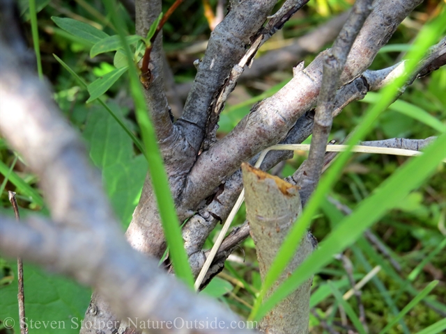 willow cut by beaver