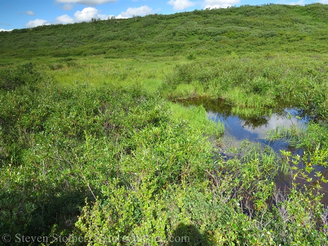 beaver pond