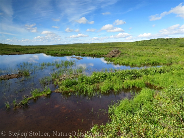 beaver pond and lodge