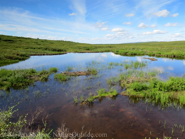 beaver pond and dam