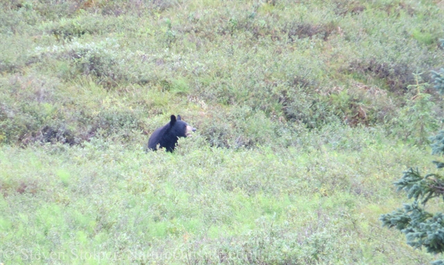 black bear