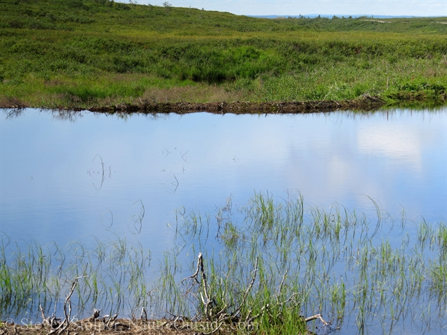 beaver pond and dam