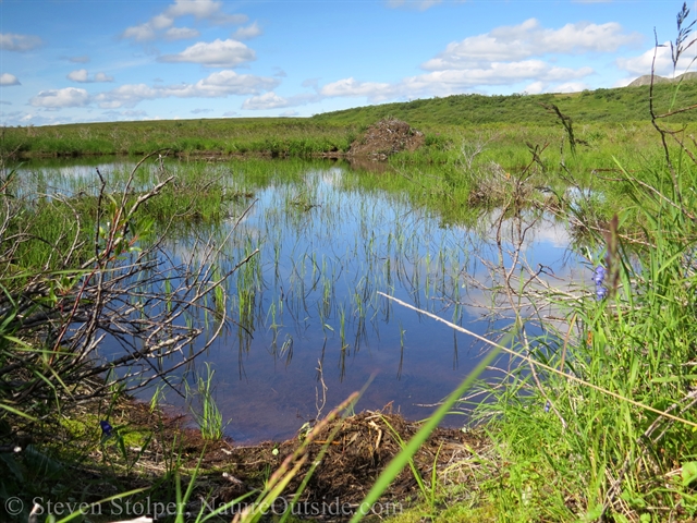 beaver pond and lodge