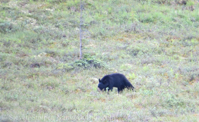 black bear