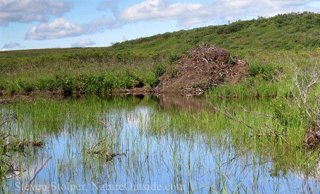 beaver pond and lodge