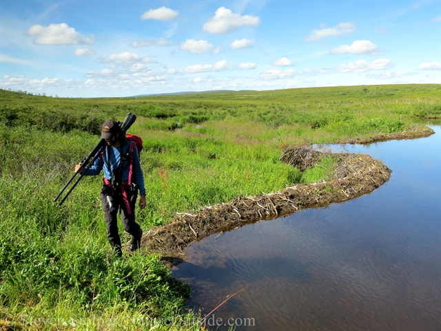 person and beaver dam