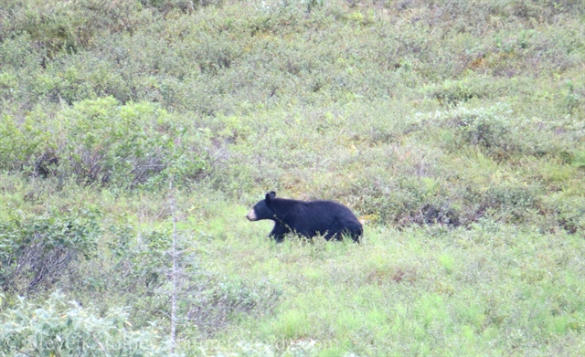 black bear