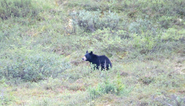 black bear