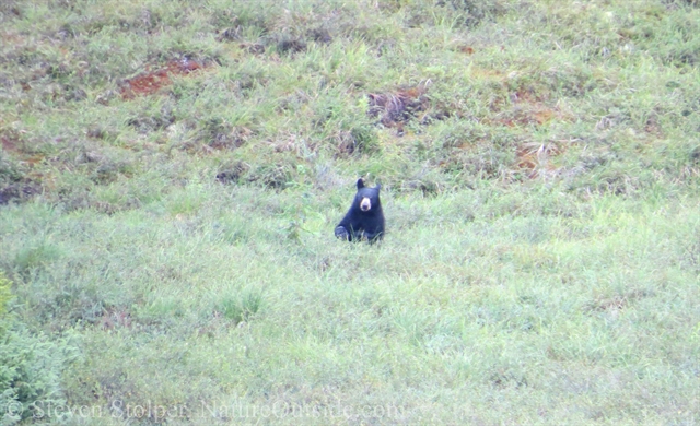 black bear