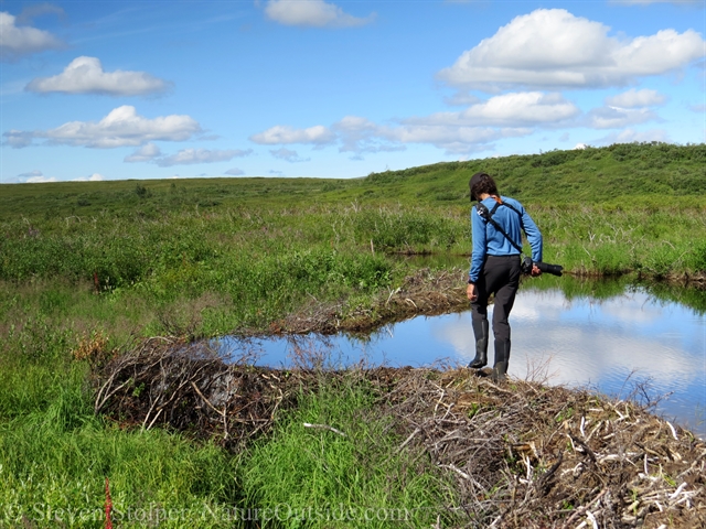 hiker and beaver dam