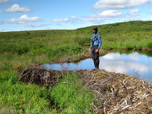 hiker and beaver dam