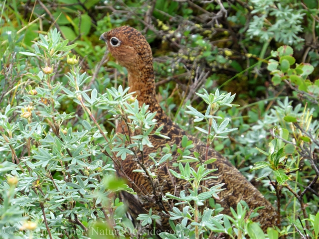 female ptarmigan