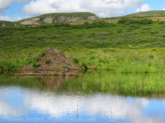 beaver lodge