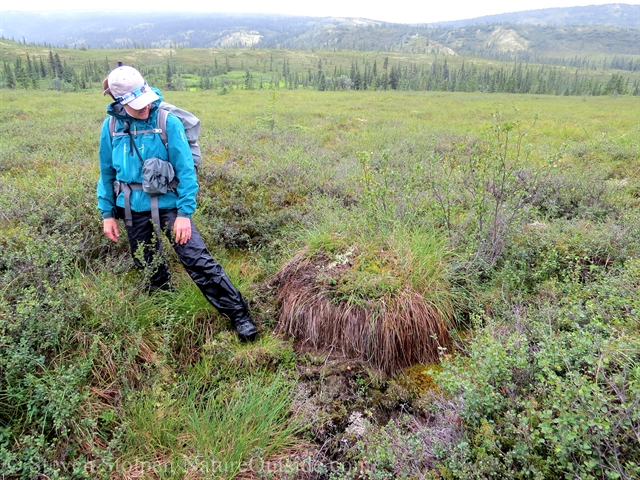 tussock