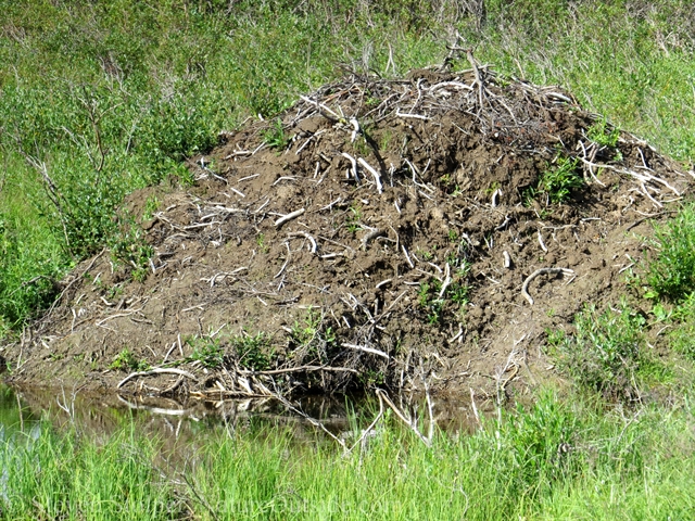 beaver lodge