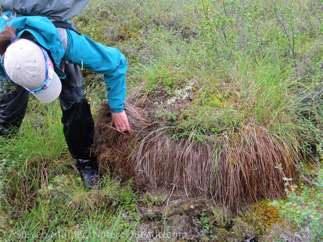 tussock