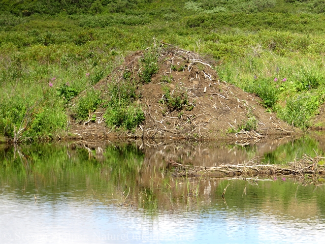 beaver lodge