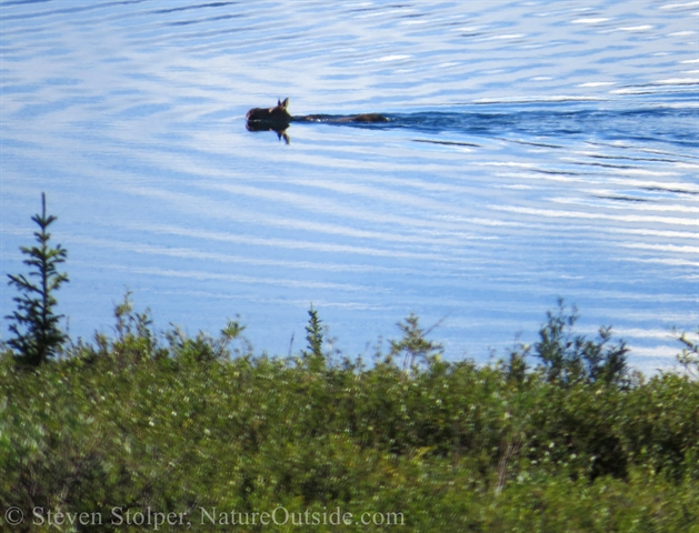 Cow moose swimming in Wonder Lake