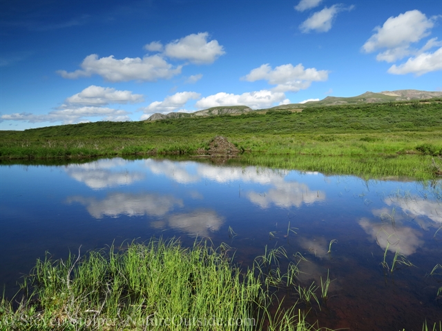 beaver lodge and pond