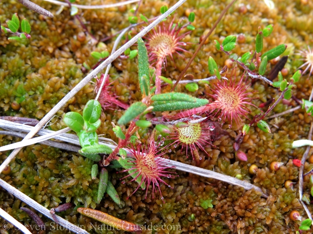 sundew plant