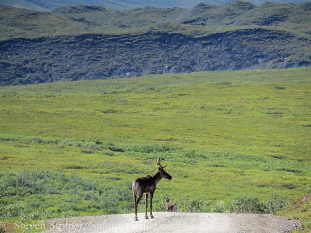 caribou