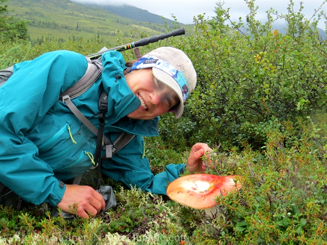 fungi polypore