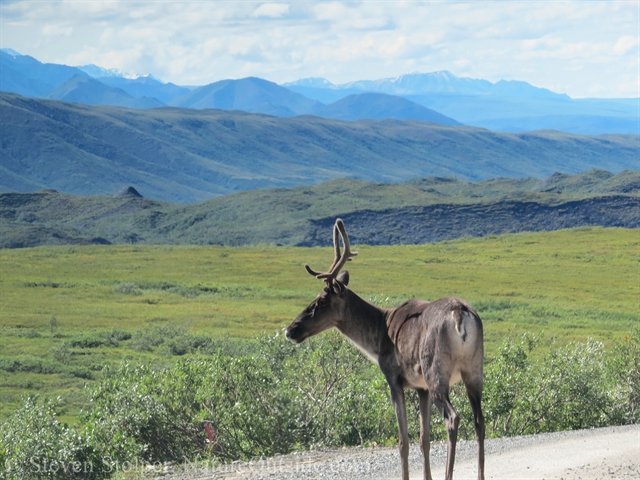 caribou