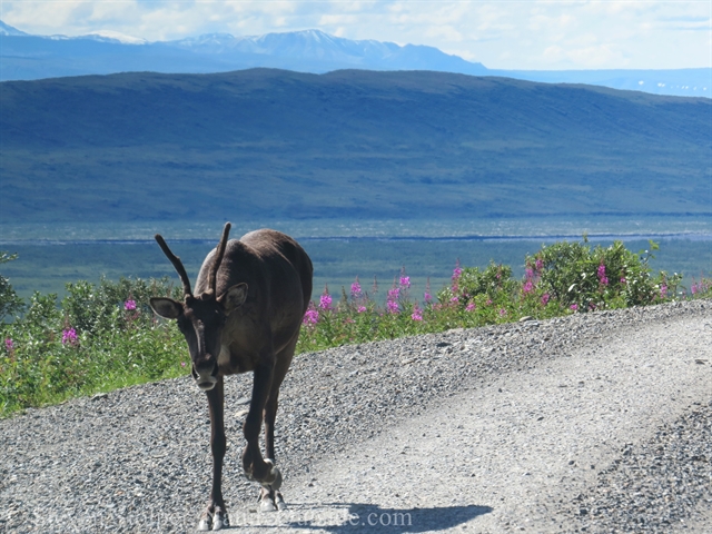 caribou