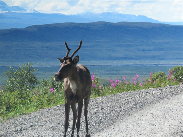 caribou