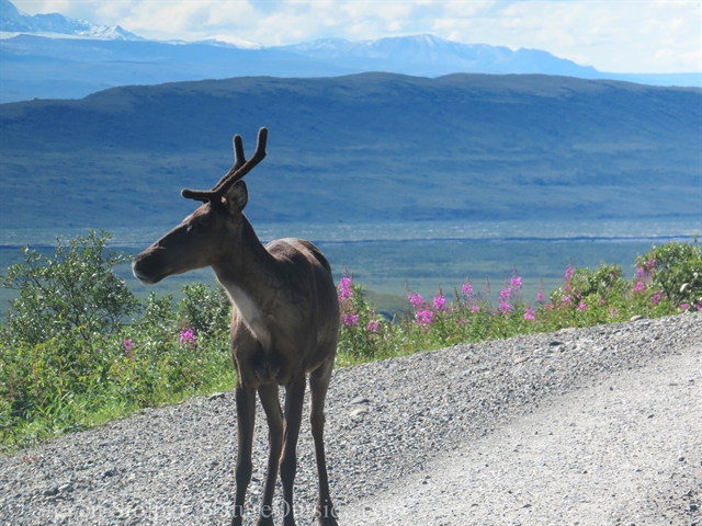 caribou