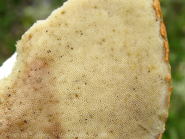 polypore spore ducts