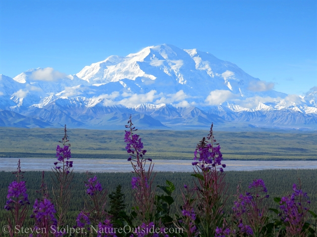 Denali across the boreal forest and the gravel bar of the McKinley River