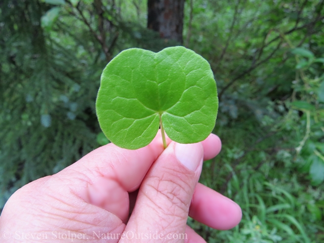 mountain sorrel leaf