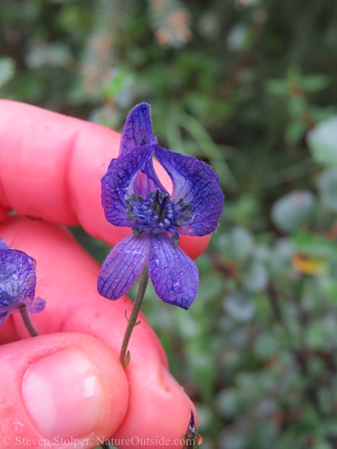 Monkshood flower