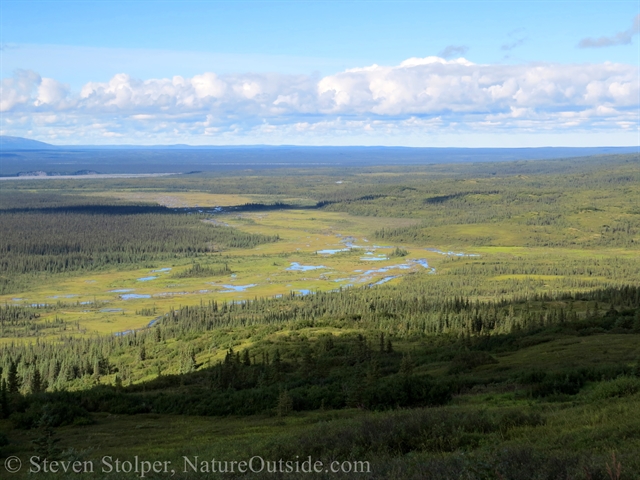 tundra in valley