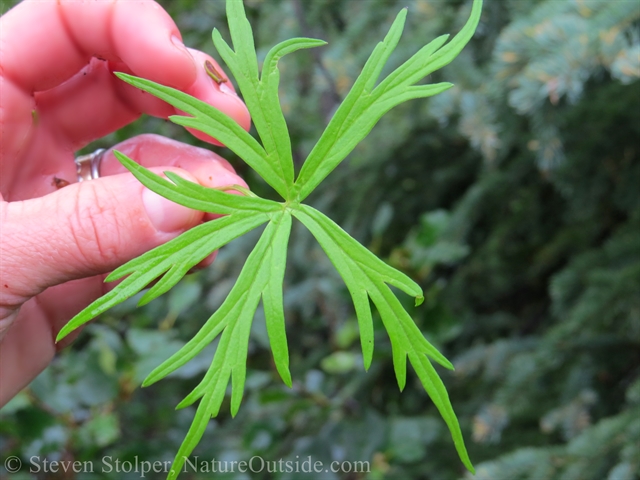 Monkshood leaf