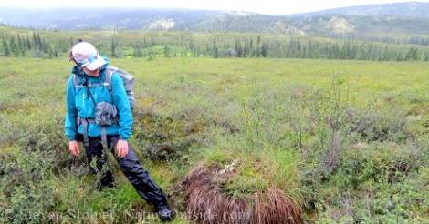 hiker on tundra