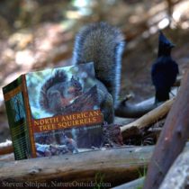 squirrel reading book