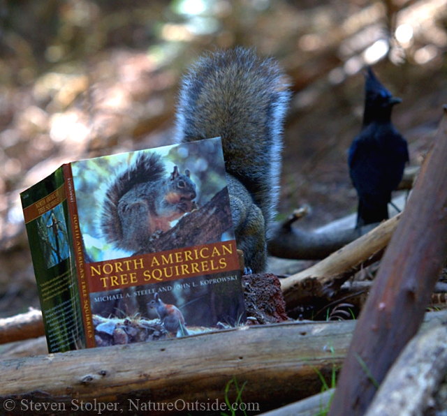 squirrel reading book