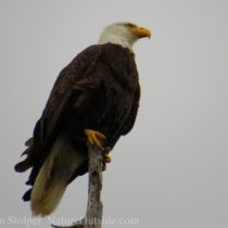Bald Eagle in tree along Rialto Beach in Olympic National Park