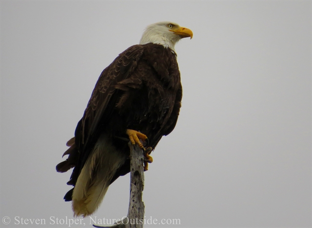 Bald Eagle in tree along Rialto Beach in Olympic National Park