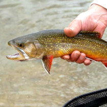 brook trout