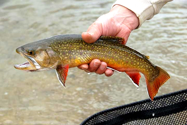 brook trout