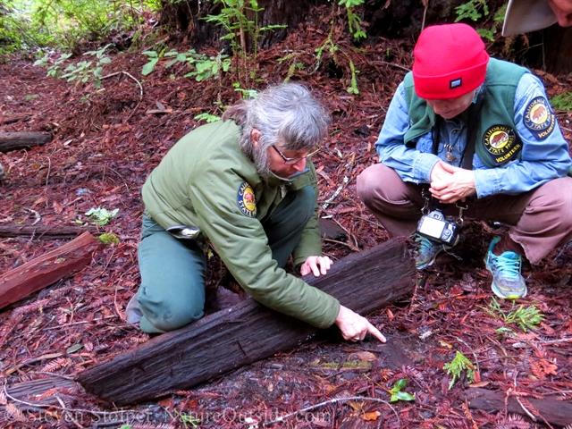 looking for salamanders