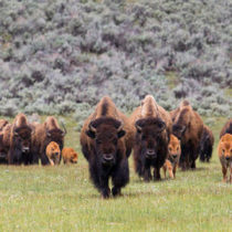 bison herd