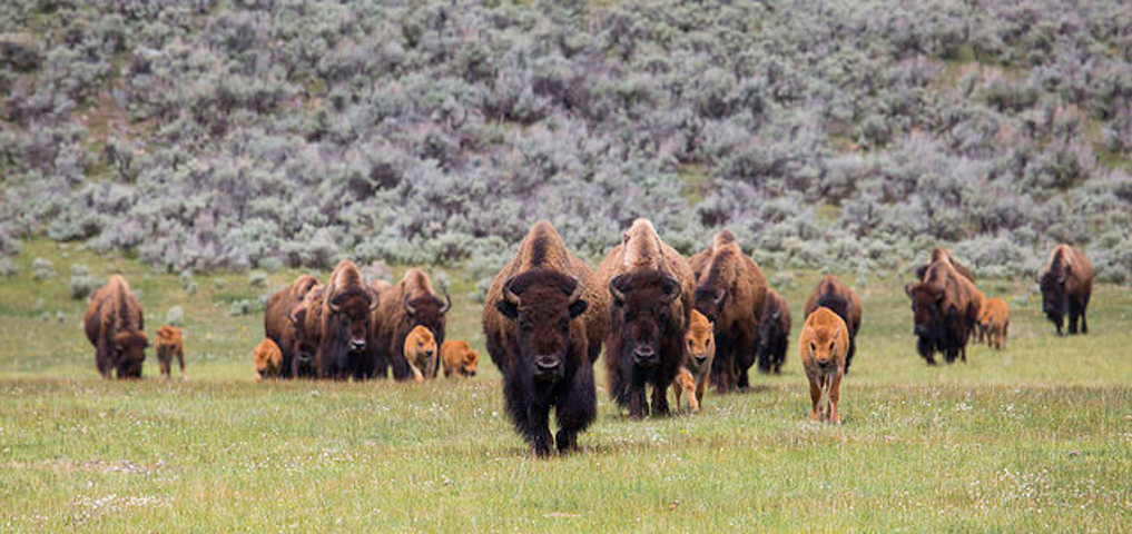 bison herd