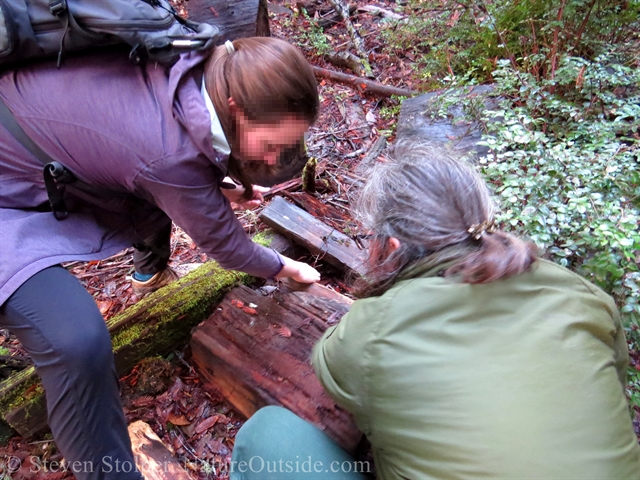 turning over logs looking for salamanders